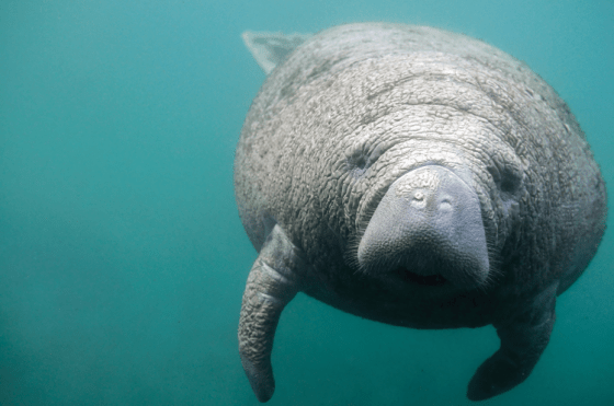 Manatee