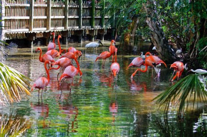 Pool at Palm Beach Zoo