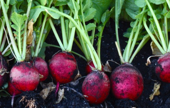 vegetable-growing-tips