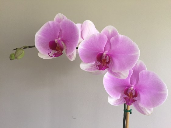 orchid 1