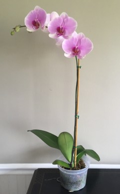 orchid 2